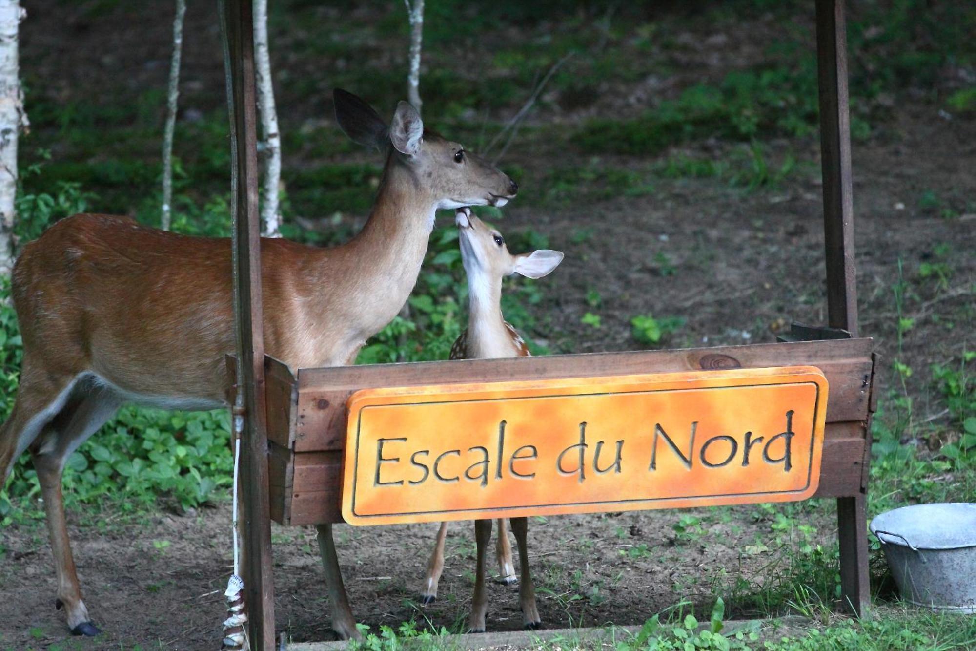 Escale Du Nord Bed & Breakfast Mont-Tremblant Exterior photo